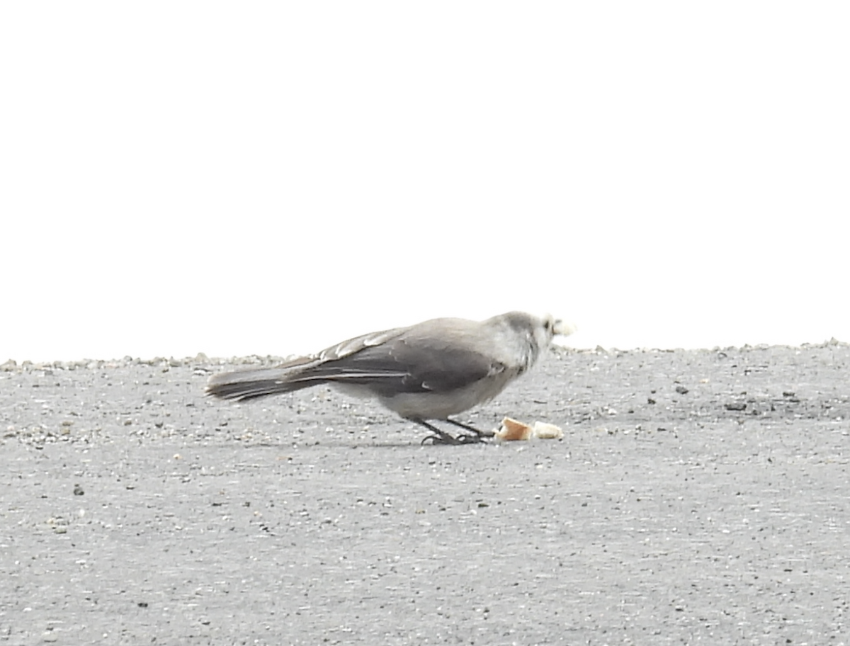 Canada Jay - Barry Stephenson