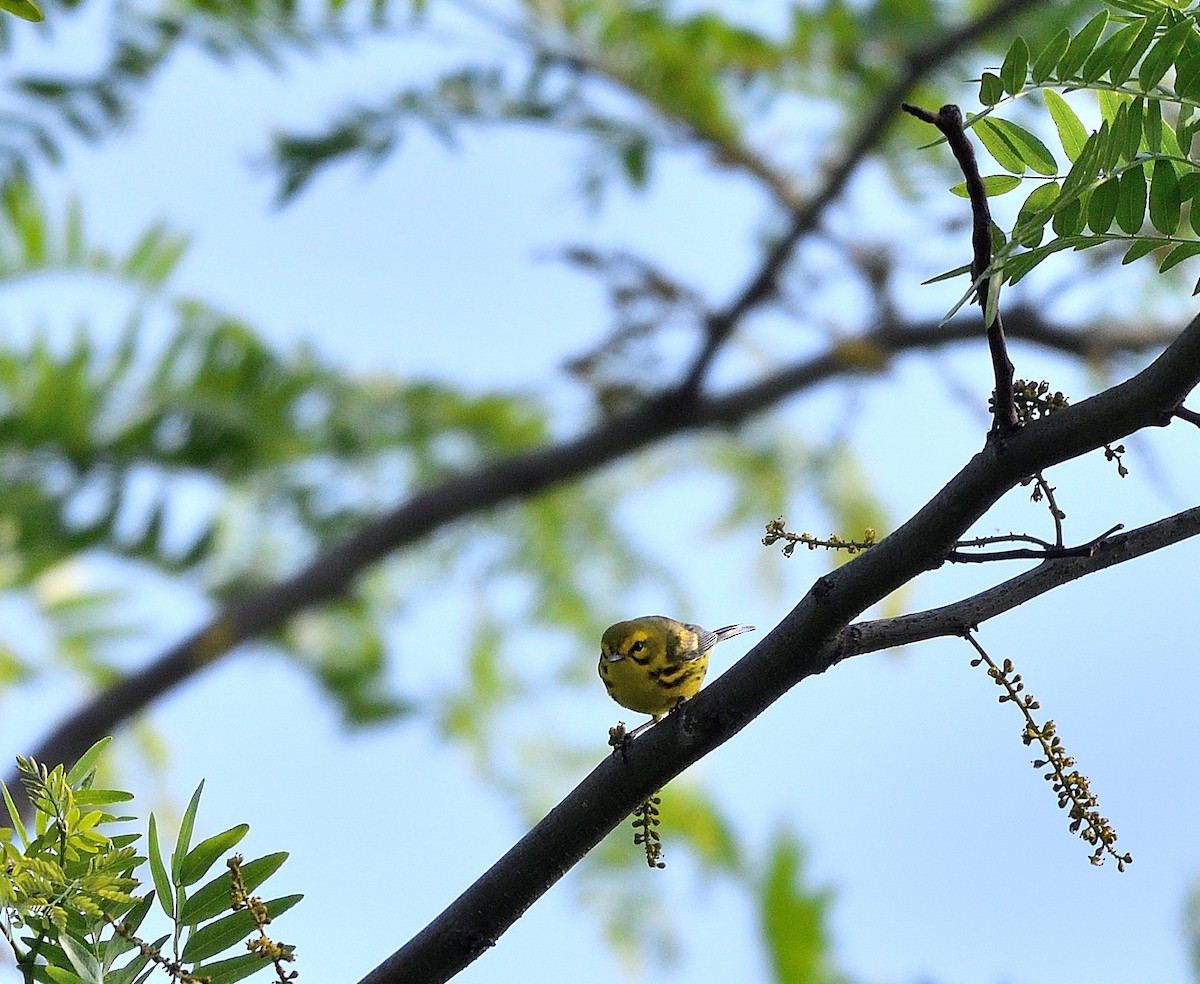 Prairie Warbler - Jaime Thomas