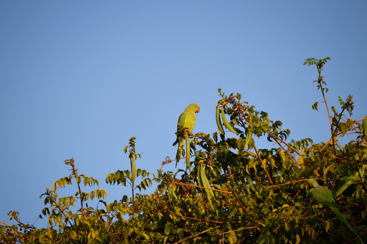 Rose-ringed Parakeet - Juniper Vane