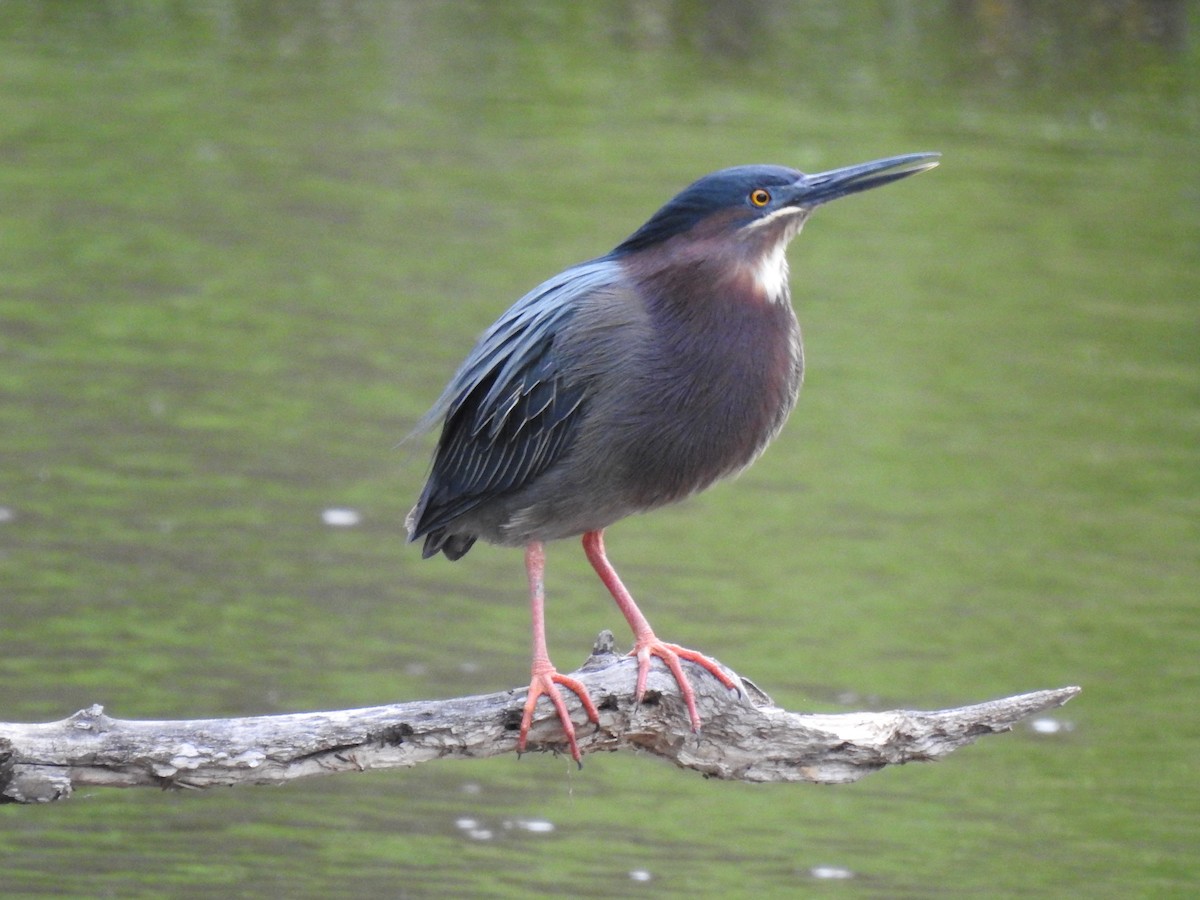 Green Heron - James Bolte