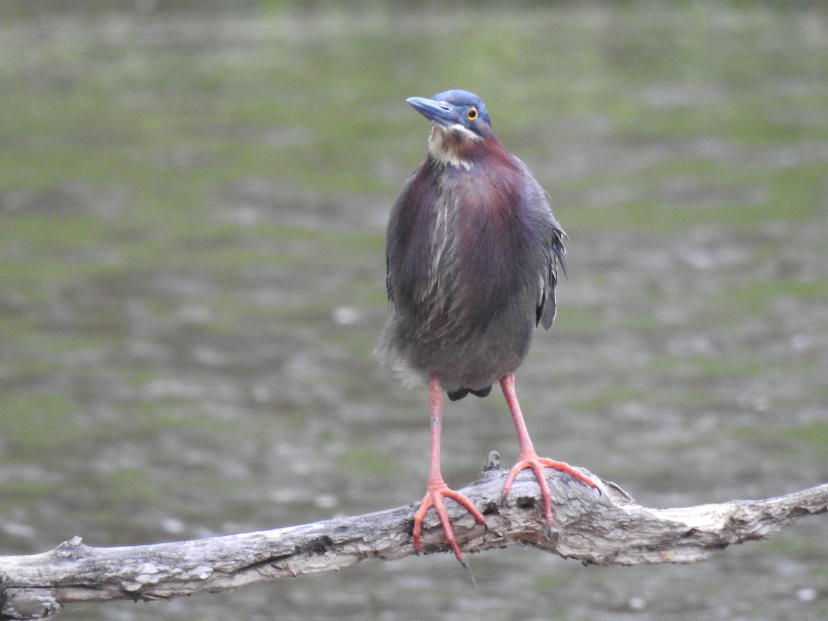 Green Heron - James Bolte