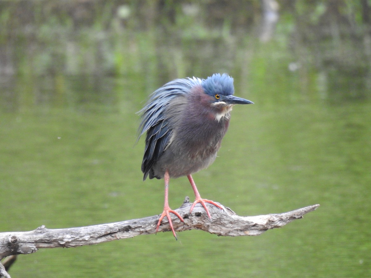 Green Heron - James Bolte