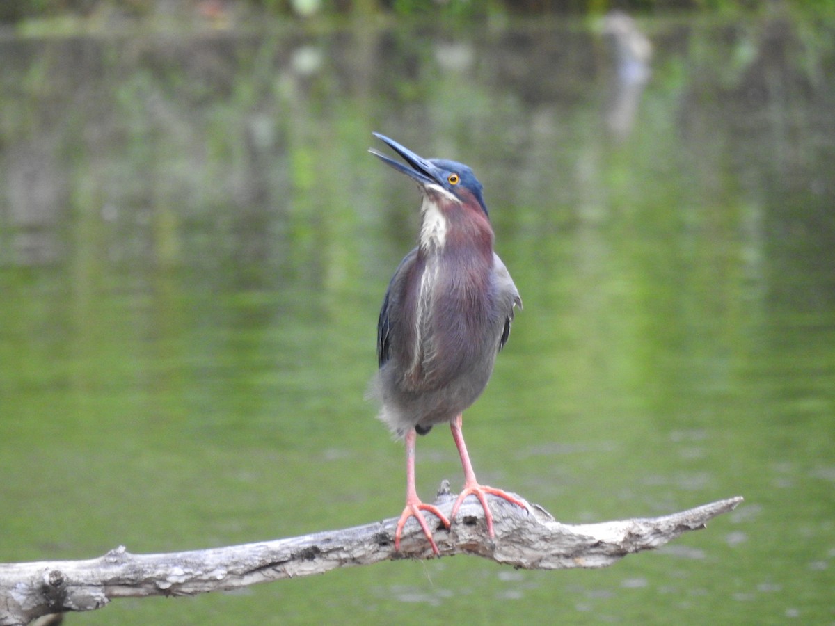 Green Heron - James Bolte