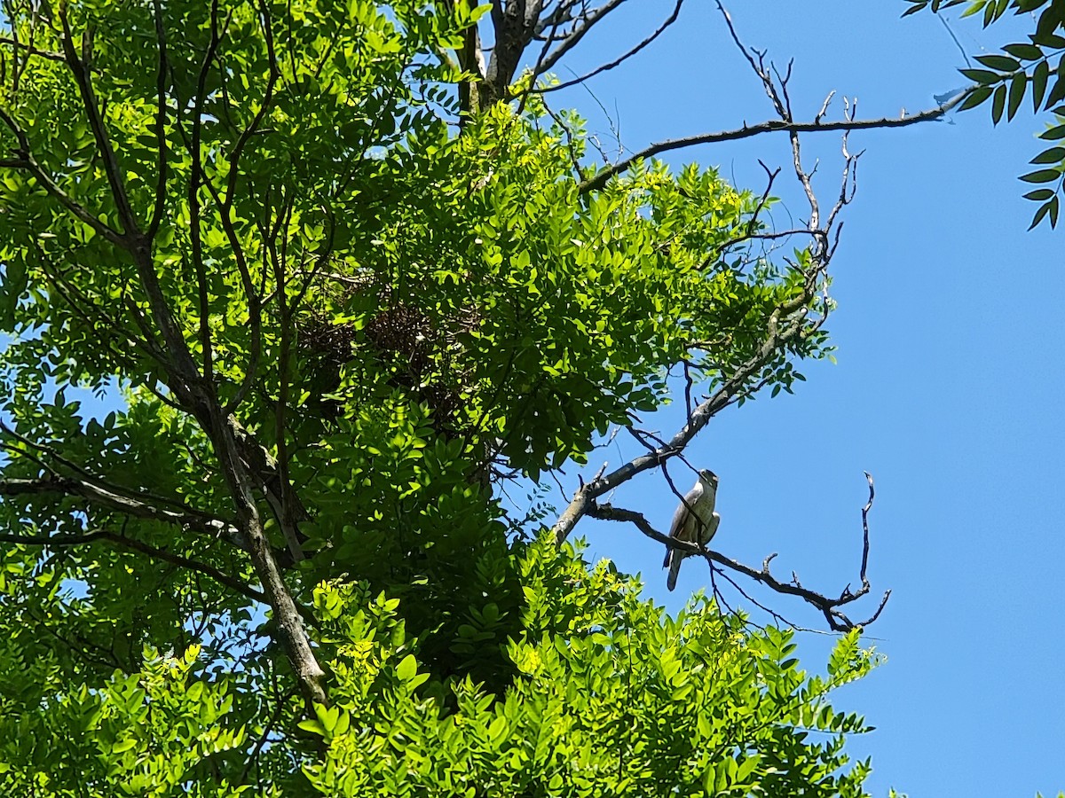 Cooper's Hawk - Maria Pacheco