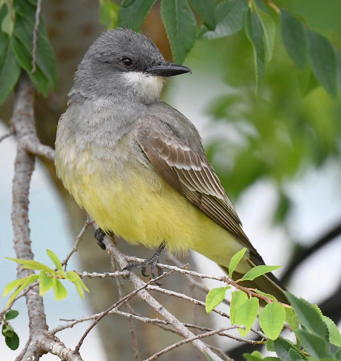 Cassin's Kingbird - Barbara Wise