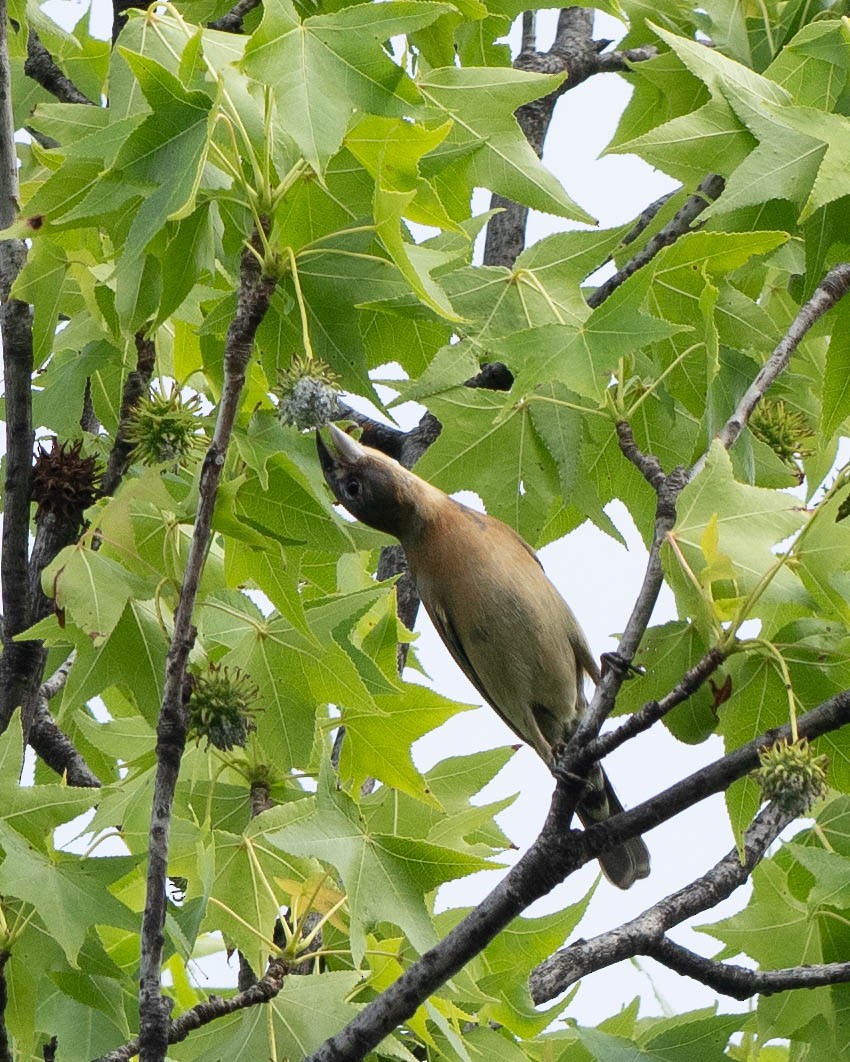 Blue Grosbeak - Rad Widmer