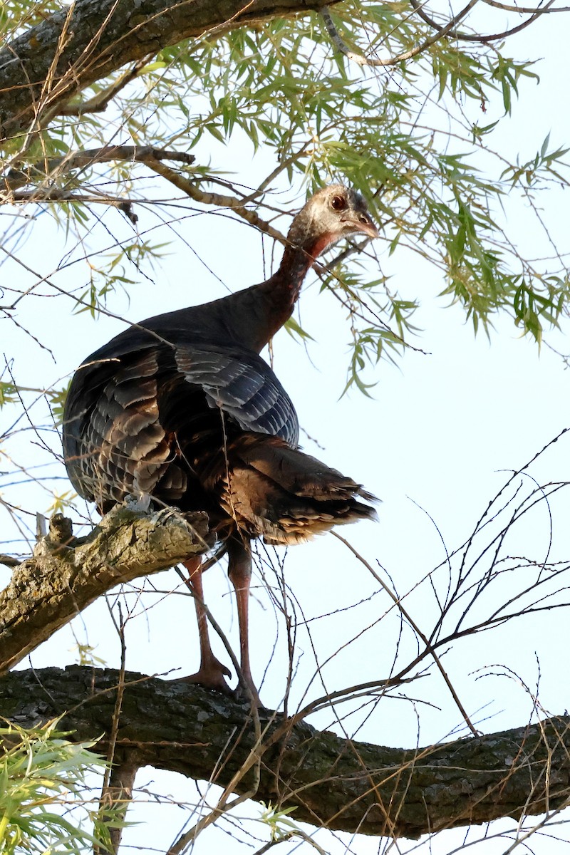 Wild Turkey - Jennifer Johnson