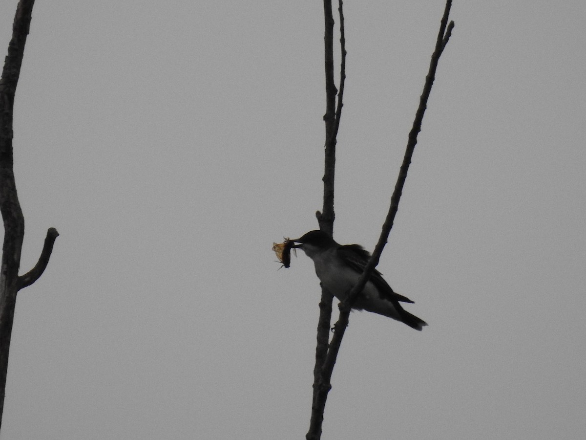 Eastern Kingbird - James Bolte