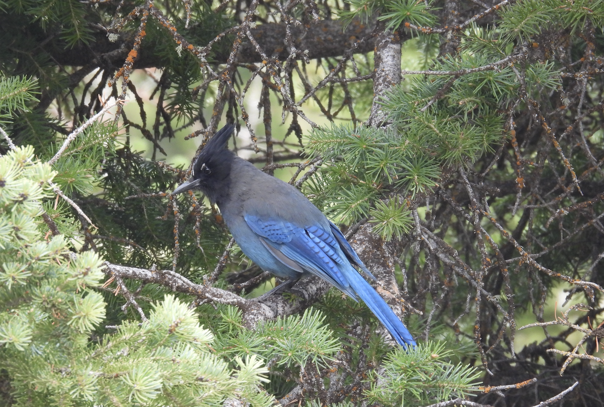 Steller's Jay - ML619544061