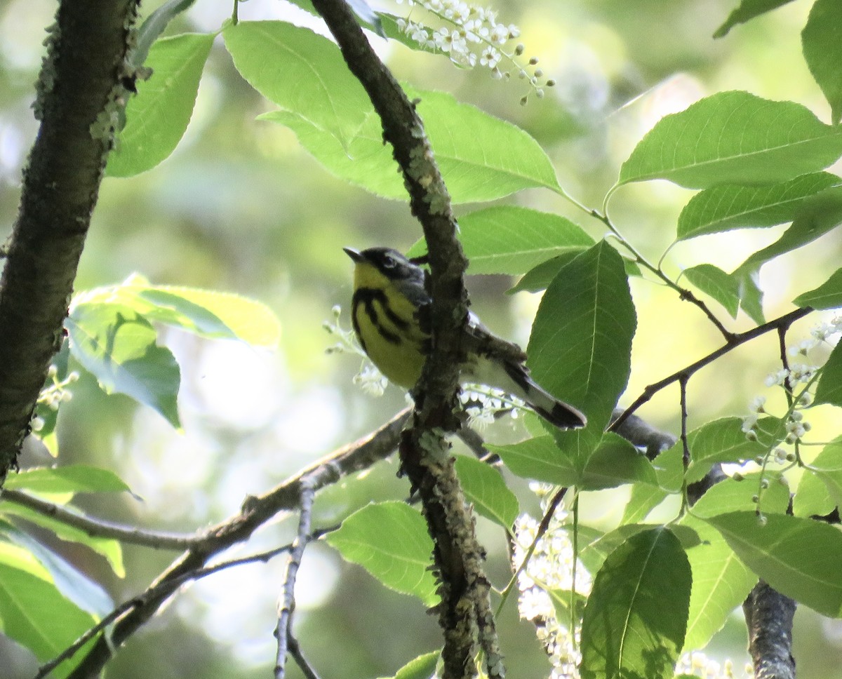 Magnolia Warbler - Stacy Robinson
