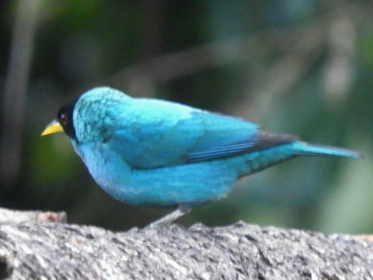 Green Honeycreeper - Juan Delgado