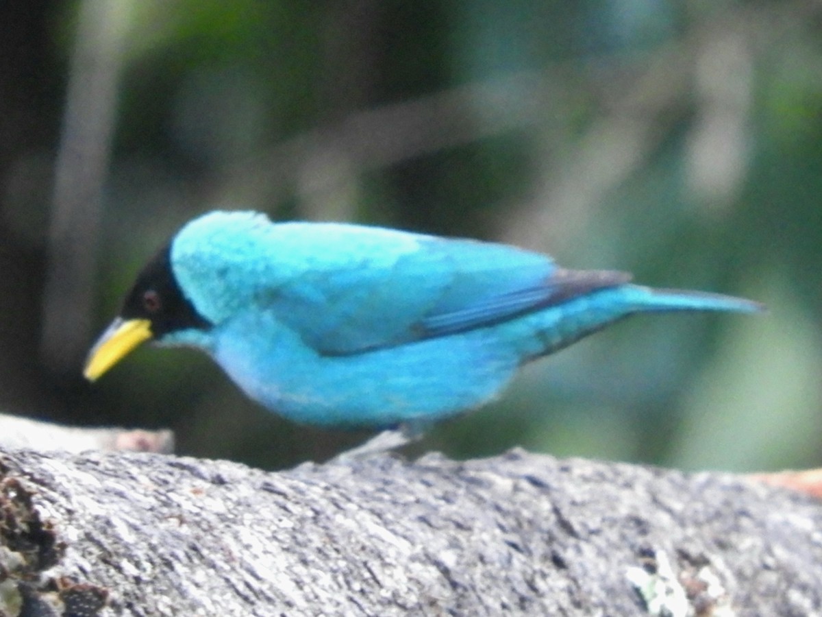 Green Honeycreeper - Juan Delgado