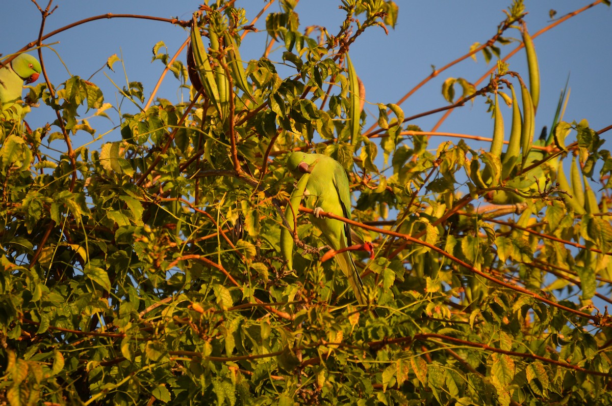 Rose-ringed Parakeet - Juniper Vane