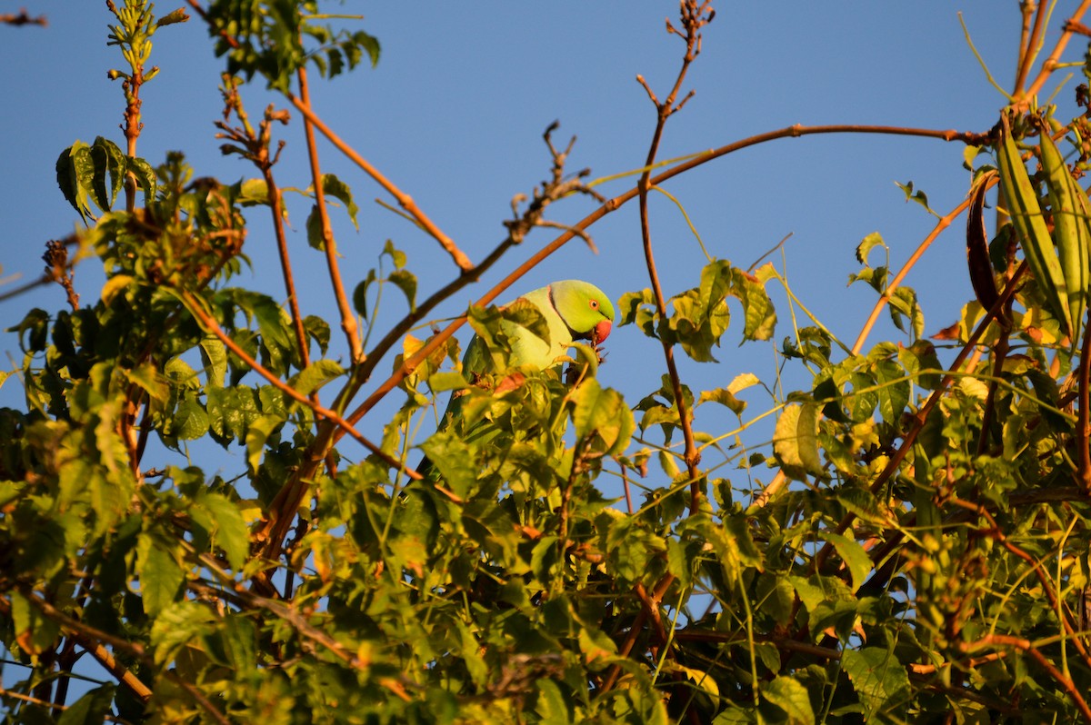 Rose-ringed Parakeet - Juniper Vane
