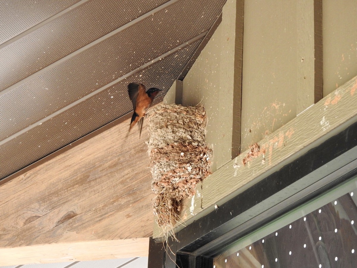 Barn Swallow - Anita Hooker