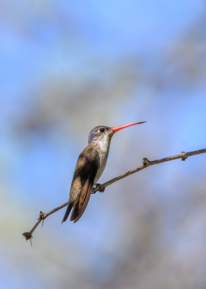 Violet-crowned Hummingbird - Joe Ventimiglia