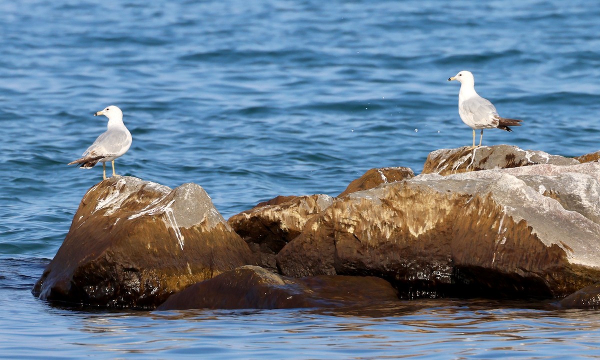 Ring-billed Gull - Jennifer Johnson