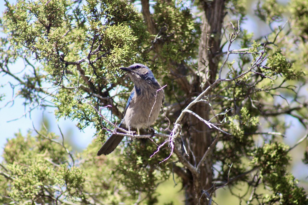 Woodhouse's Scrub-Jay - DAndra Padilla