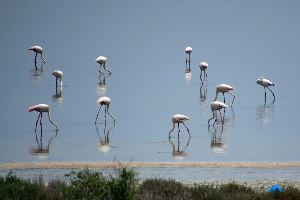 Greater Flamingo - Eileen Gibney