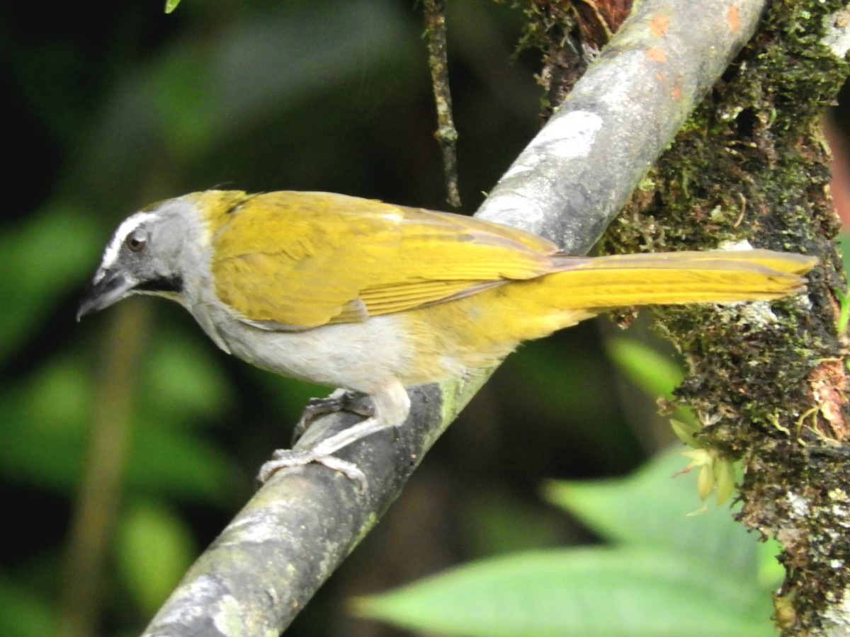 Buff-throated Saltator - Juan Delgado