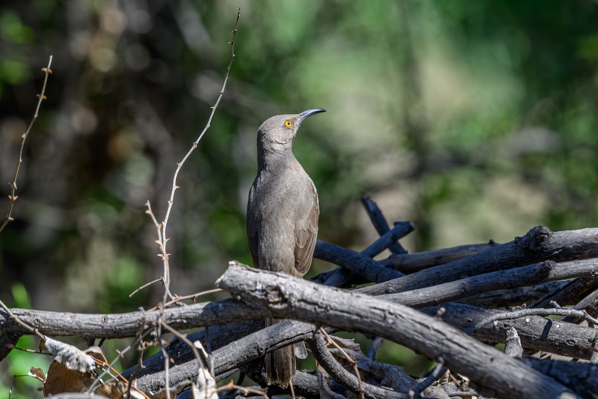 Curve-billed Thrasher - Joe Ventimiglia