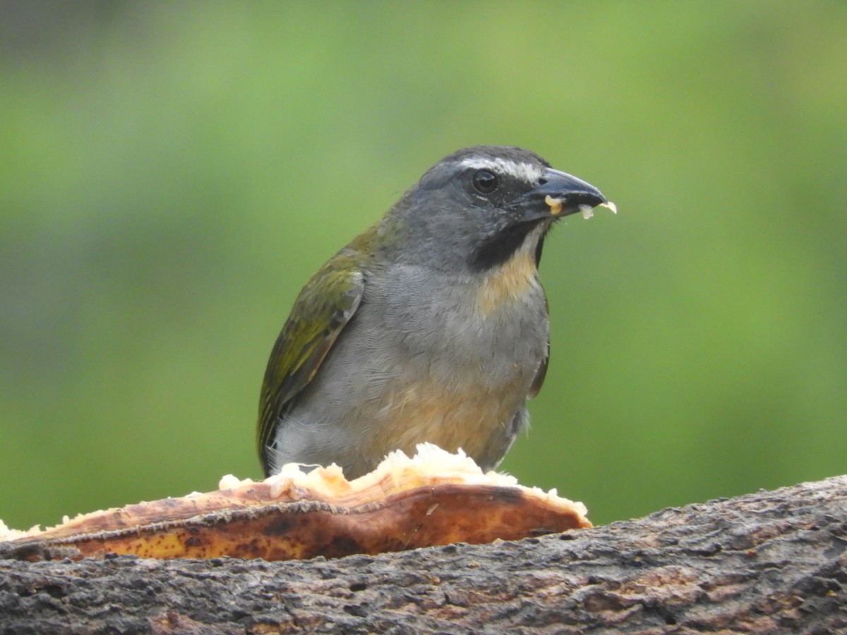 Buff-throated Saltator - Juan Delgado