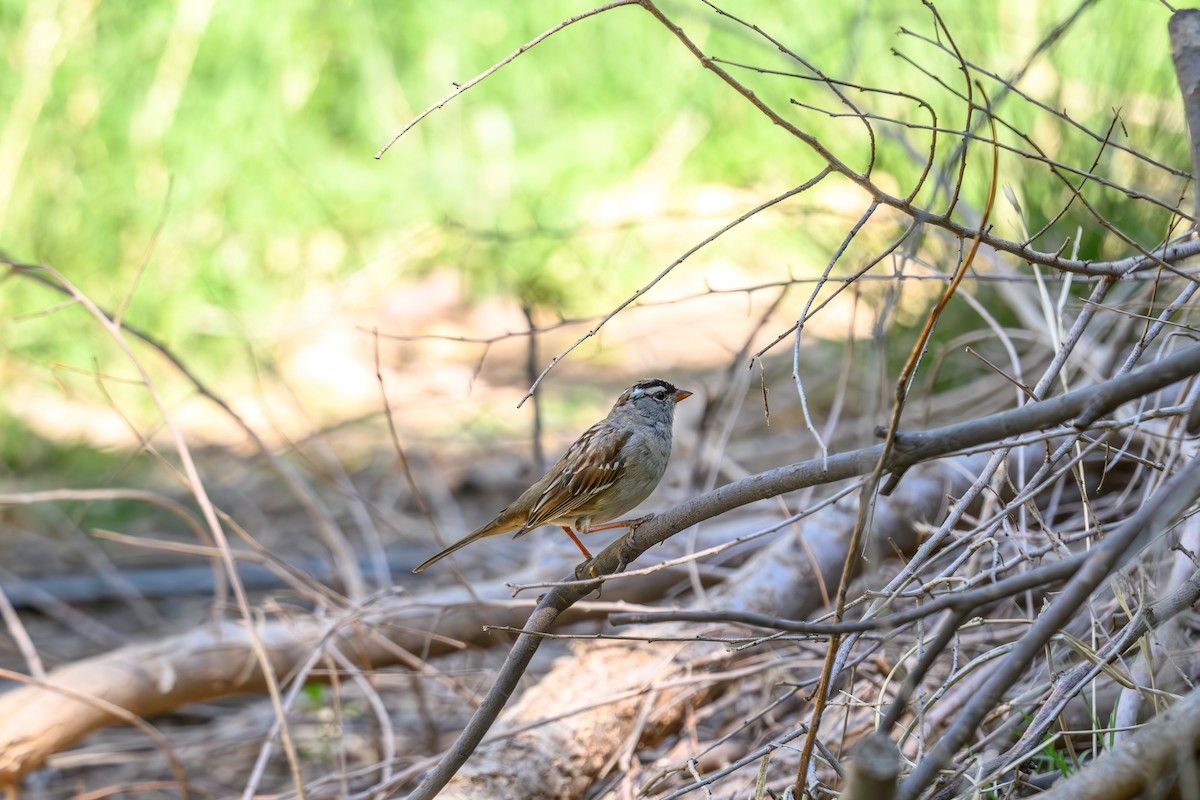 White-crowned Sparrow - Joe Ventimiglia