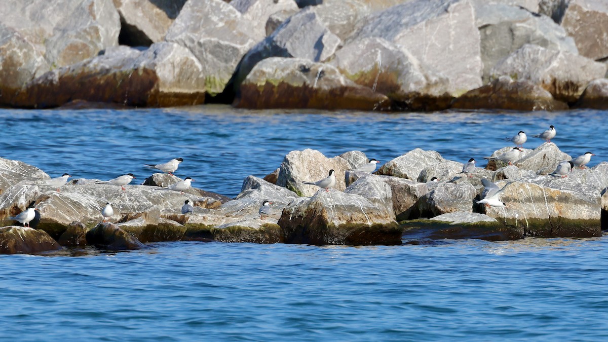 Common Tern - Jennifer Johnson