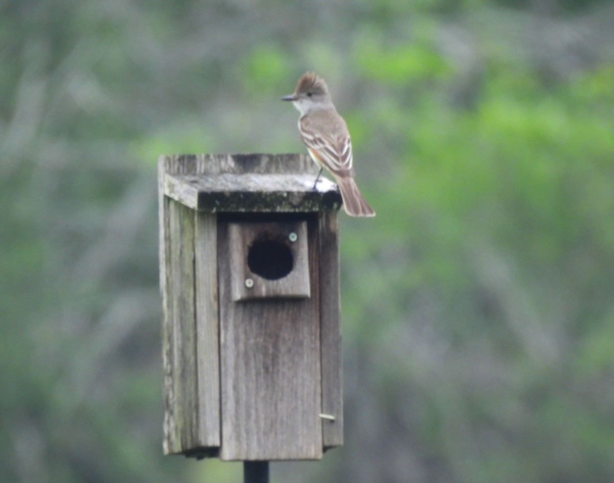 Ash-throated Flycatcher - Patty Leslie Pasztor