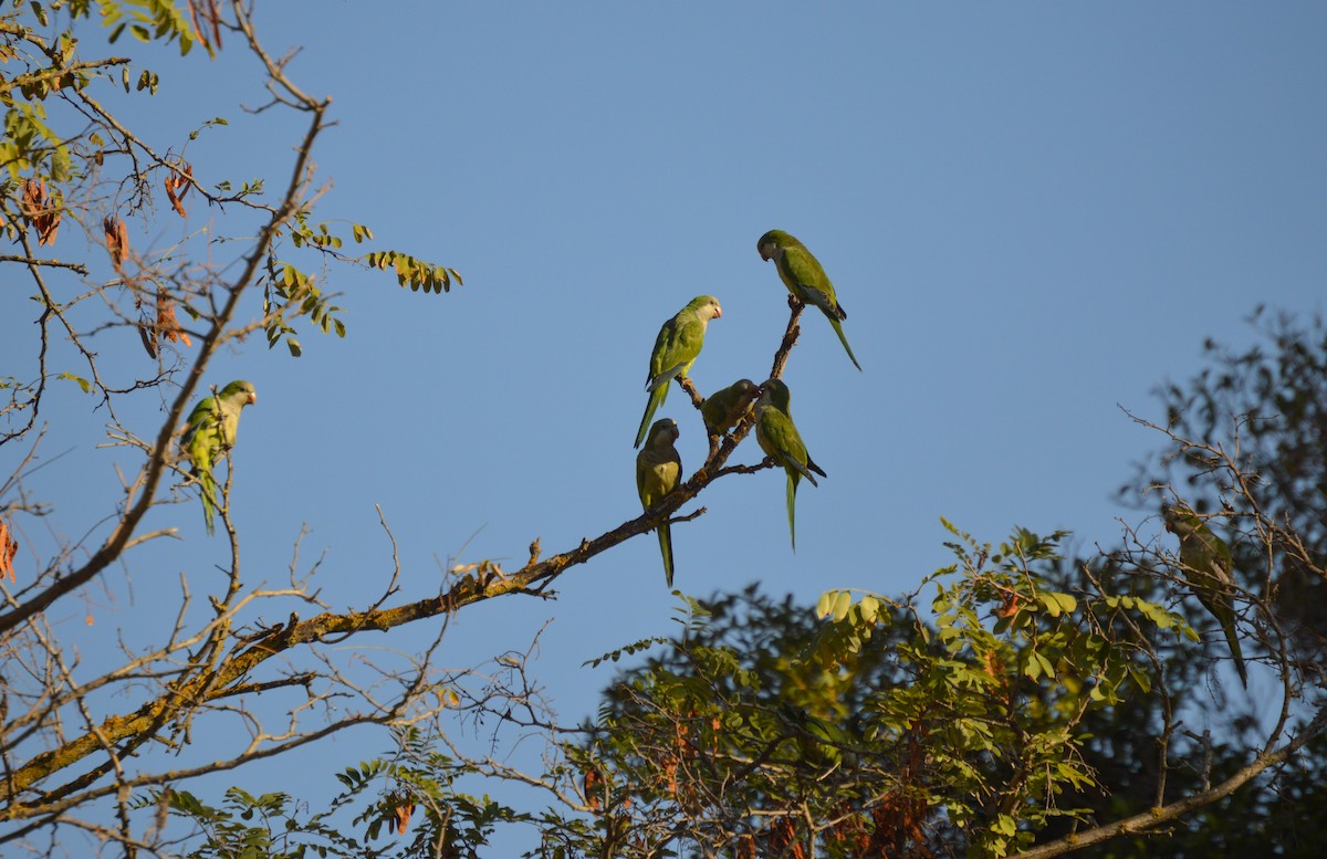 Monk Parakeet - Juniper Vane