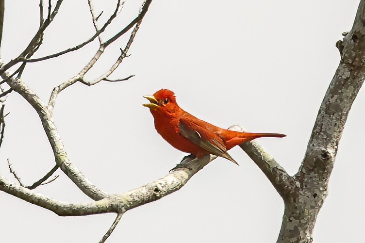 Summer Tanager - Pat Draisey