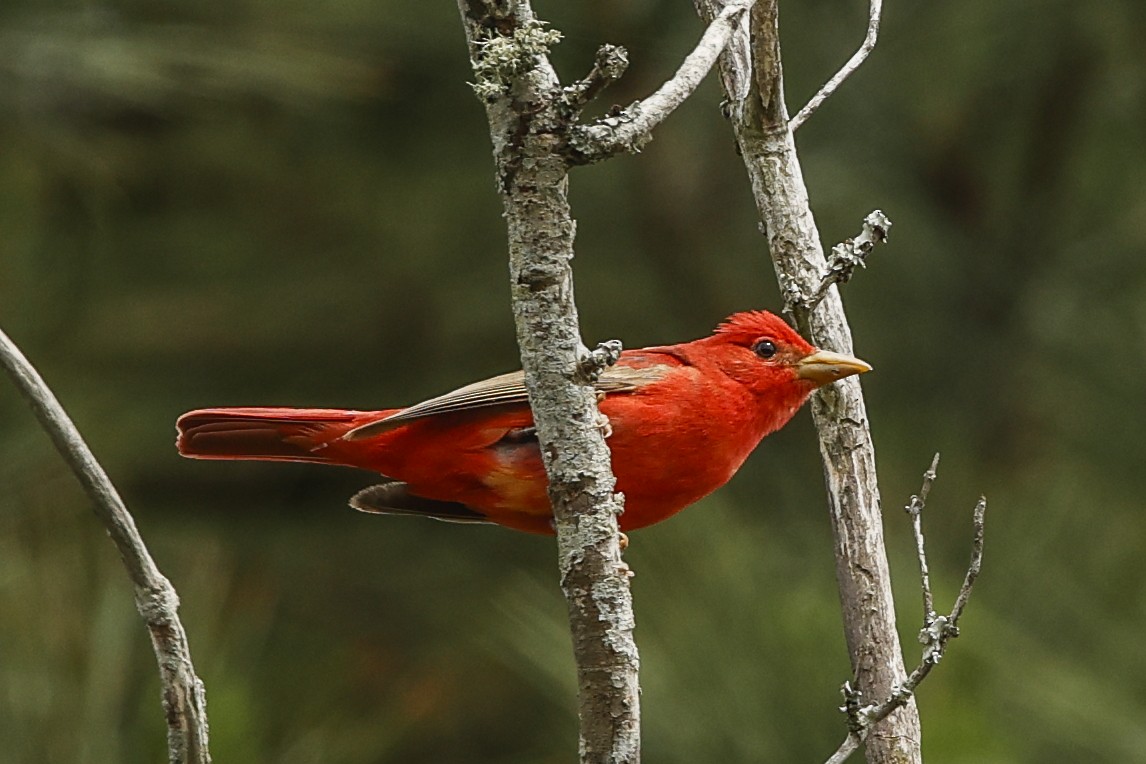 Summer Tanager - Pat Draisey