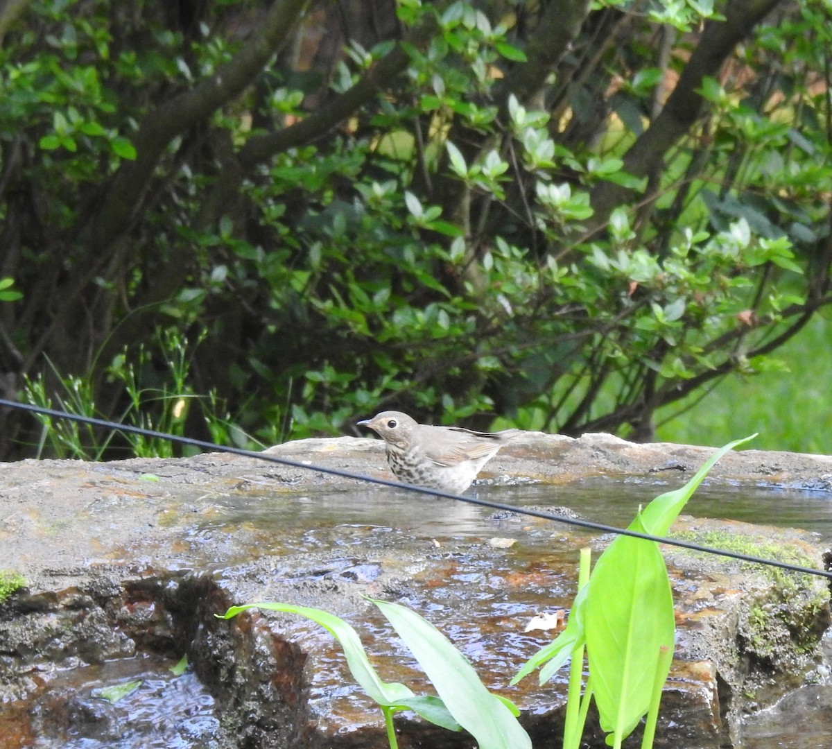 Swainson's Thrush - Pat Parkinson