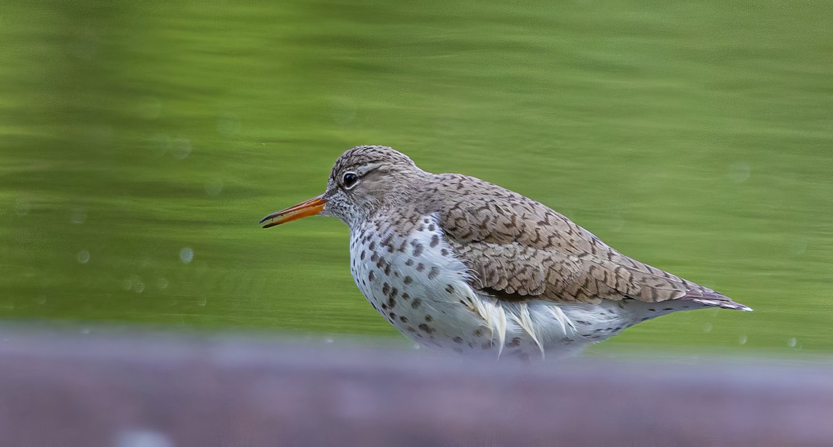 Spotted Sandpiper - Paul  Bueren