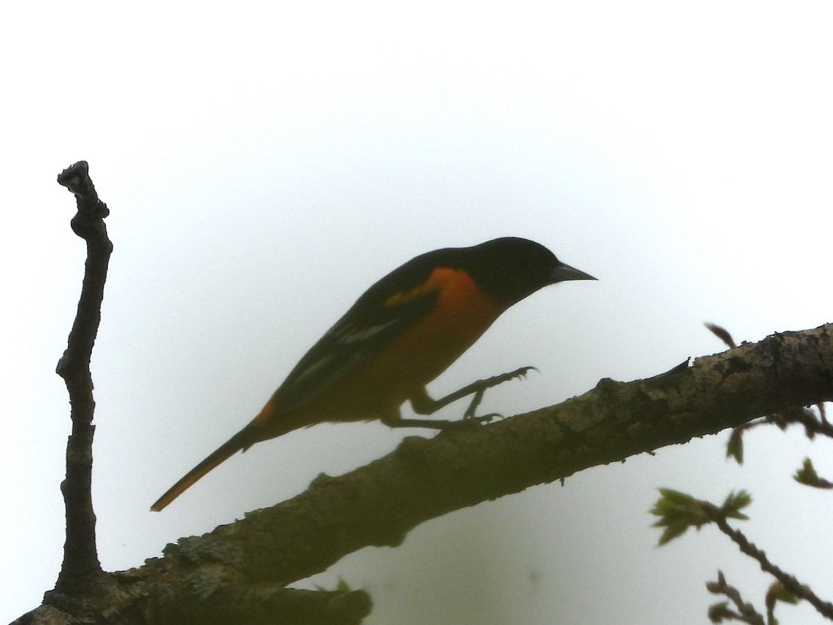 Baltimore Oriole - Paolo Matteucci