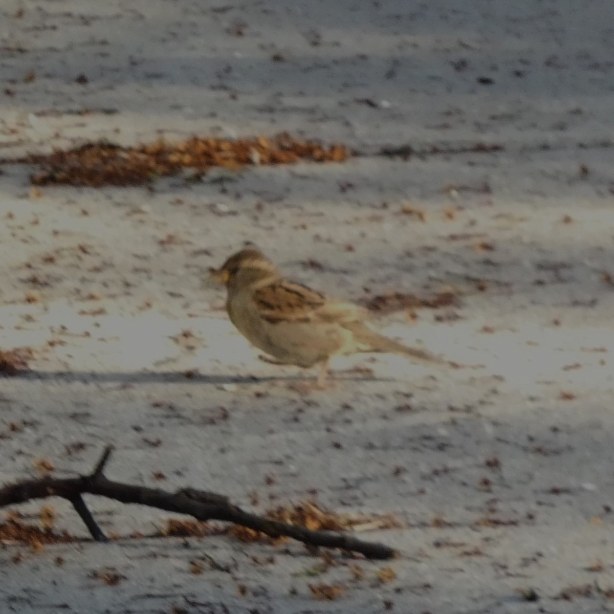 House Sparrow - Sarah Bowman