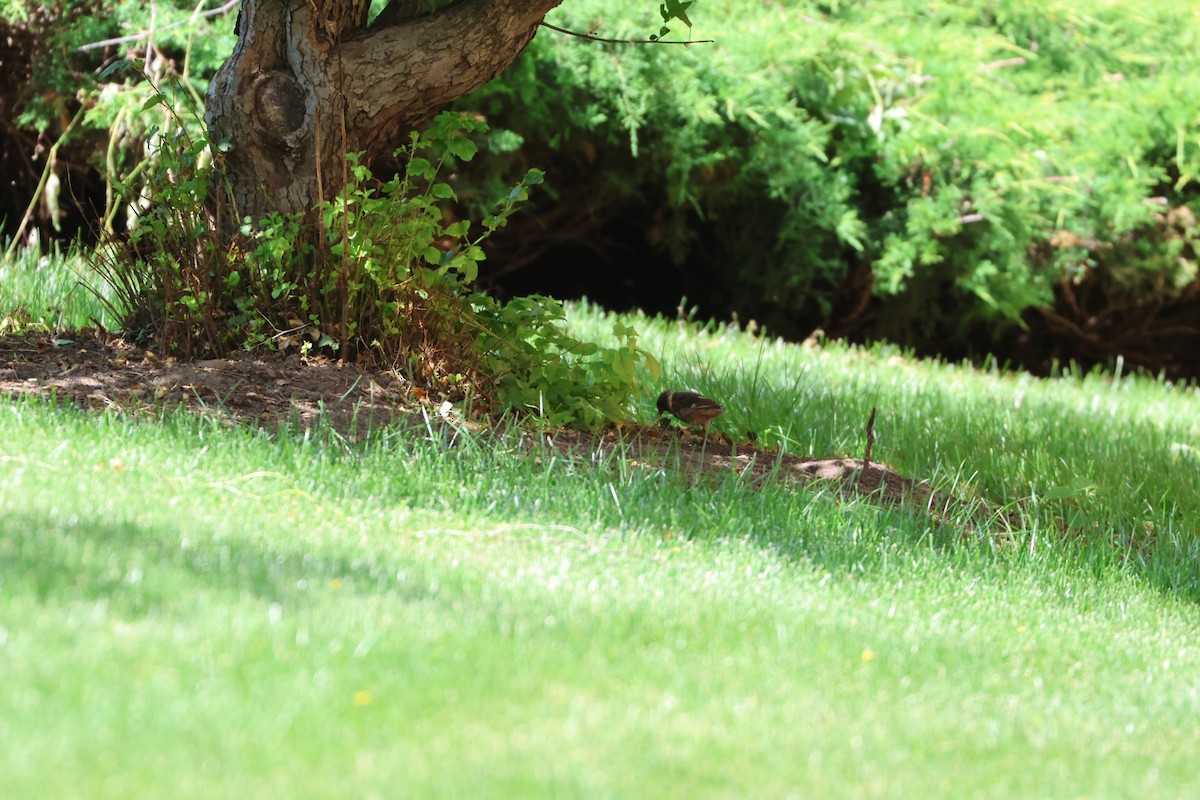 Eastern Towhee - ML619544115