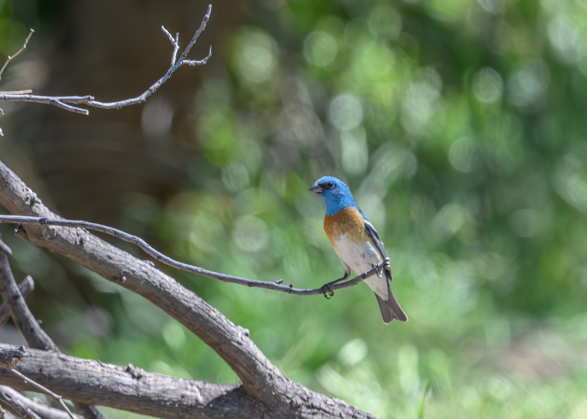 Lazuli Bunting - Joe Ventimiglia