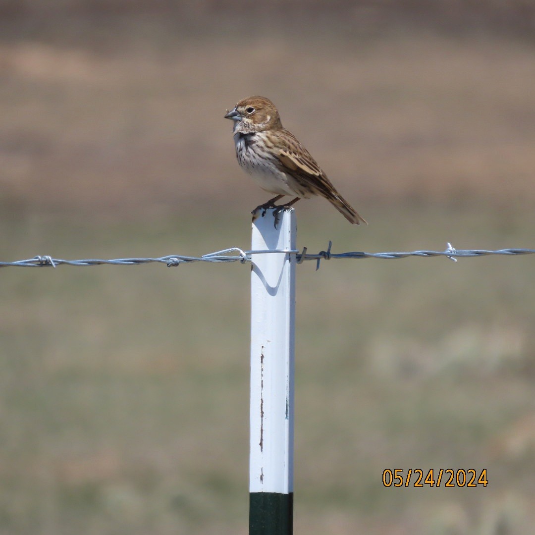 Lark Bunting - Anonymous