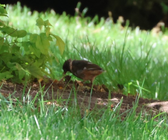 Eastern Towhee - Maria Pacheco