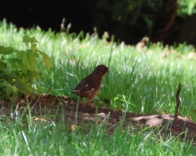 Eastern Towhee - Maria Pacheco