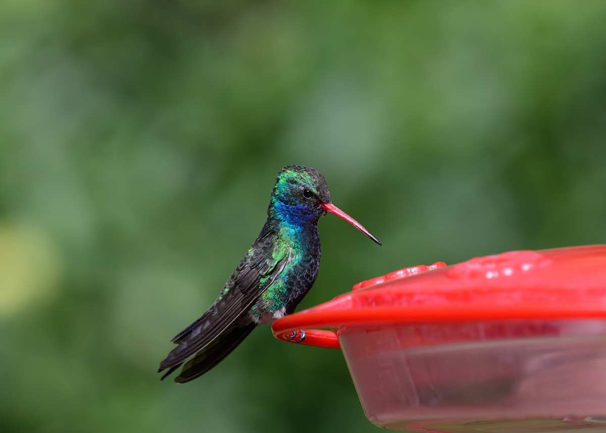 Broad-billed Hummingbird - Joe Ventimiglia