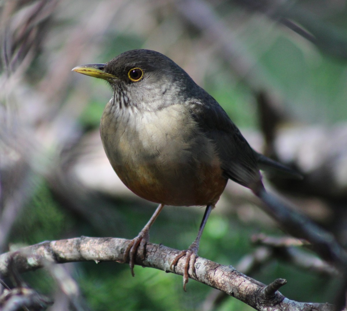 Rufous-bellied Thrush - Pablo Romano