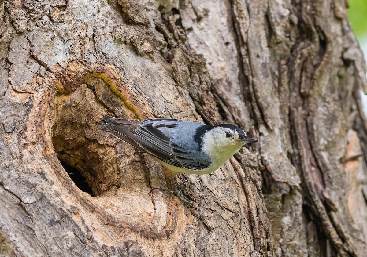 White-breasted Nuthatch - Paul  Bueren