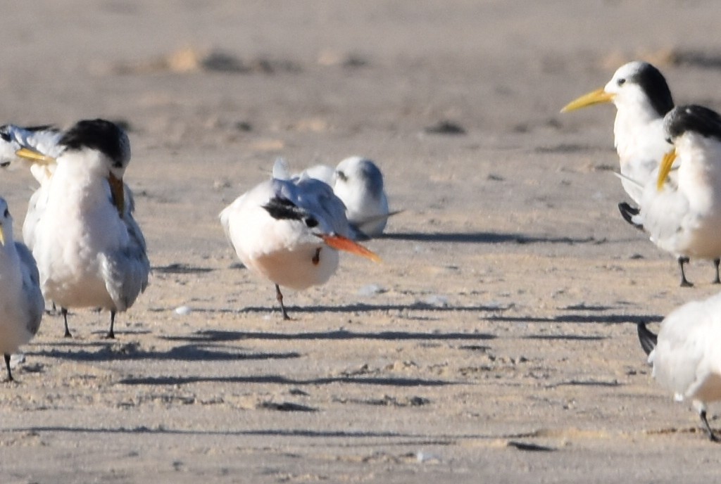 tern sp. - ML619544149