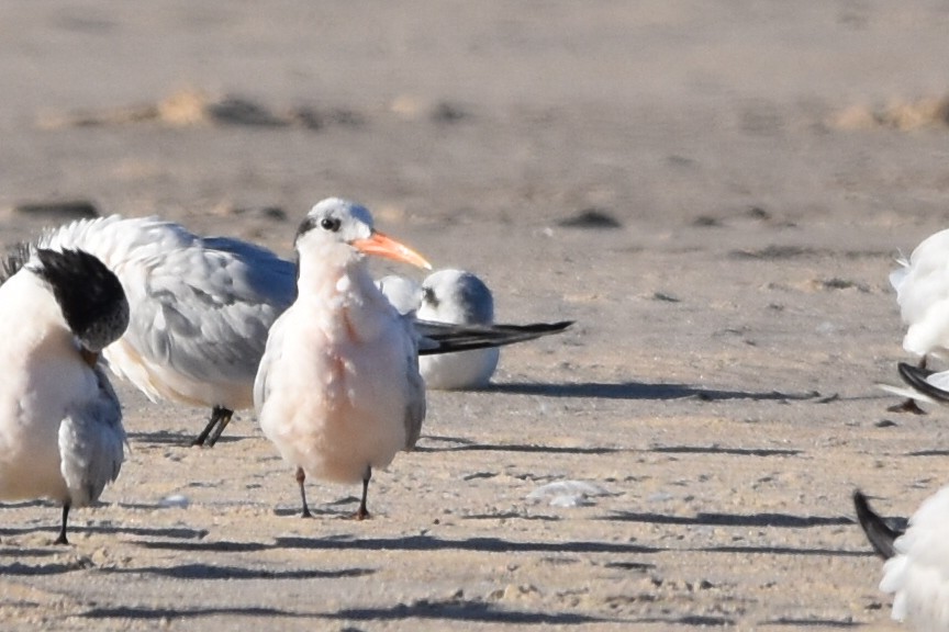 rybák sp. - ML619544150