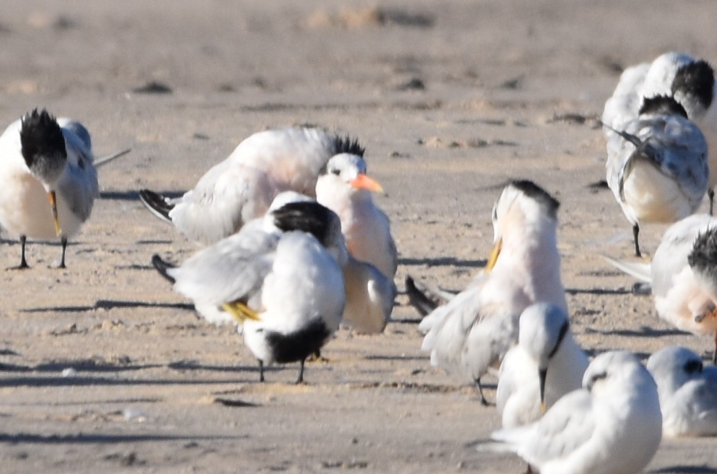 tern sp. - ML619544151