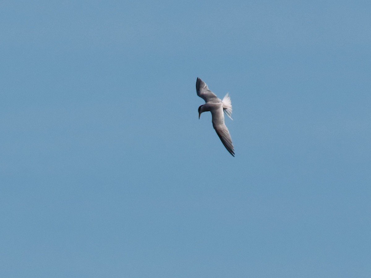 Least Tern - Susan Young