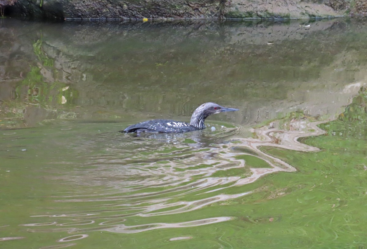 Pacific Loon - Tom Edell