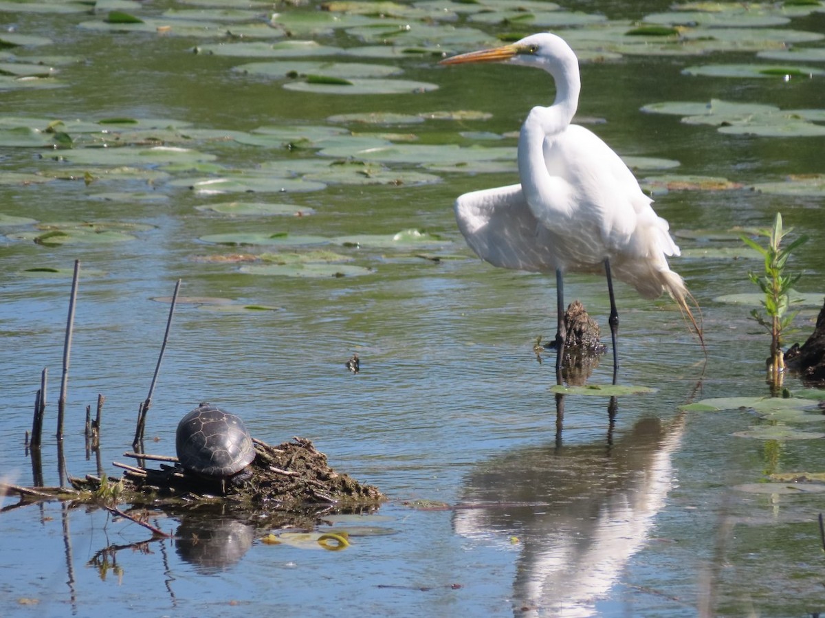 Great Egret - Michal Bardecki